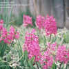 Thumbnail #2 of Hyacinthus orientalis by dicentra63