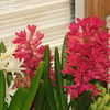 Thumbnail #3 of Hyacinthus orientalis by micquie