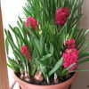 Thumbnail #4 of Hyacinthus orientalis by micquie