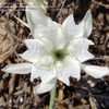 Thumbnail #1 of Pancratium maritimum by Zaragoza