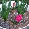 Thumbnail #5 of Hyacinthus orientalis by montsho
