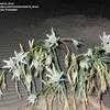 Thumbnail #3 of Pancratium maritimum by salvia_lover