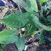 Thumbnail #1 of Alocasia wentii by jody