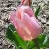 Thumbnail #4 of Tulipa  by sdagutis