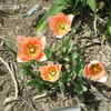 Thumbnail #5 of Tulipa  by Joan