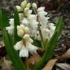 Thumbnail #3 of Puschkinia libanotica by plantaholic186