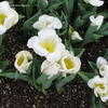 Thumbnail #5 of Tulipa  by mgarr