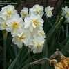 Thumbnail #2 of Narcissus  by FlowerManiac