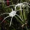 Thumbnail #1 of Hymenocallis  by Paulwhwest