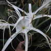 Thumbnail #4 of Hymenocallis  by TheAngelGirl