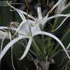 Thumbnail #5 of Hymenocallis  by TheAngelGirl