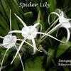 Thumbnail #1 of Hymenocallis galvestonensis by yogaman