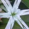 Thumbnail #5 of Hymenocallis galvestonensis by Wingnut