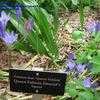 Thumbnail #3 of Triteleia laxa by planter64