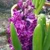 Thumbnail #1 of Hyacinthus orientalis by ladyrowan