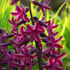 Thumbnail #3 of Hyacinthus orientalis by EROCTUSE2