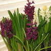 Thumbnail #4 of Hyacinthus orientalis by micquie