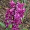 Thumbnail #5 of Hyacinthus orientalis by MiniPonyFarmer