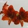 Thumbnail #1 of Hippeastrum  by kniphofia