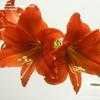 Thumbnail #2 of Hippeastrum  by kniphofia