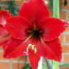 Thumbnail #3 of Hippeastrum  by DaylilySLP