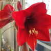 Thumbnail #5 of Hippeastrum  by critterologist