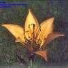 Thumbnail #3 of Lilium philadelphicum by kennedyh