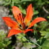 Thumbnail #4 of Lilium philadelphicum by foxtrax