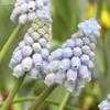 Thumbnail #3 of Muscari armeniacum by kniphofia