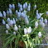 Thumbnail #5 of Muscari armeniacum by Kell