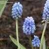 Thumbnail #4 of Muscari armeniacum by flowerfrenzy