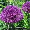 Thumbnail #2 of Allium giganteum by poppysue