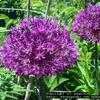 Thumbnail #2 of Allium giganteum by poppysue