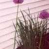 Thumbnail #4 of Allium giganteum by Wandasflowers