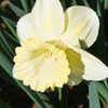 Thumbnail #3 of Narcissus  by Gardening_Jim