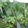 Thumbnail #5 of Cissus tuberosa by palmbob
