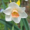 Thumbnail #3 of Narcissus  by Gardening_Jim