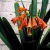 Thumbnail #4 of Clivia cyrtanthiflora by HoustonPat