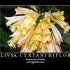 Thumbnail #3 of Clivia cyrtanthiflora by gsnowdon