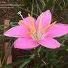 Thumbnail #2 of Zephyranthes rosea by Dinu