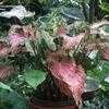 Thumbnail #4 of Caladium  by mgarr