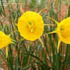 Thumbnail #2 of Narcissus bulbocodium by Sarahskeeper