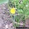 Thumbnail #5 of Narcissus bulbocodium by naturepatch