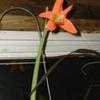 Thumbnail #2 of Hippeastrum puniceum by henryr10