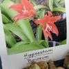 Thumbnail #4 of Hippeastrum puniceum by palmbob