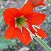 Thumbnail #5 of Hippeastrum puniceum by johnpeten