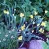 Thumbnail #2 of Allium moly by poppysue
