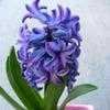 Thumbnail #2 of Hyacinthus orientalis by RichSwanner
