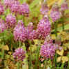 Thumbnail #3 of Scilla autumnalis by growin