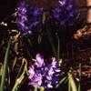 Thumbnail #4 of Hyacinthus orientalis by lupinelover